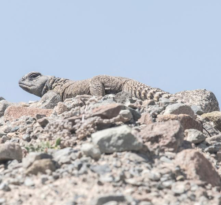 Spiny tailed lizard