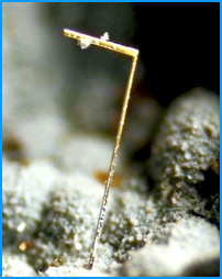 The brassy L-shaped crystal is pyrite (1 mm tall) from Sugar Grove, West Virginia