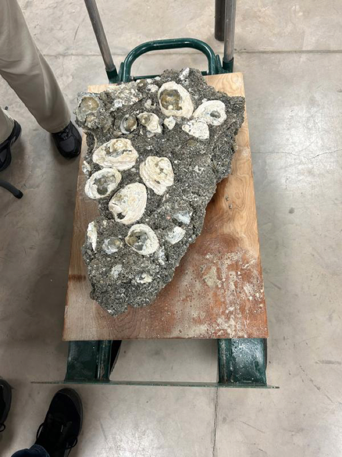 Rucks Pit Clam Bed